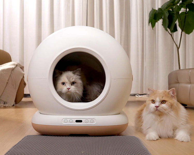 Two cats near the best automatic cat litter box, one cat inside