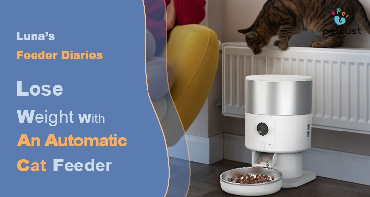 A tabby cat approaching an automatic cat feeder filled with kibble, illustrating how an automatic cat feeder prevent obesity by managing portion control.