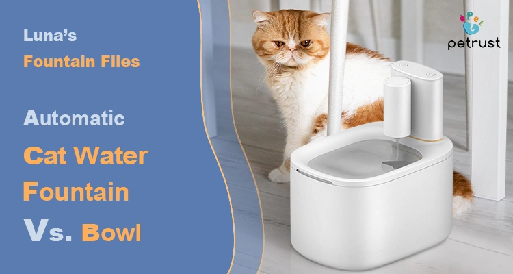 Lunas Fountain Files The Honest Take on Automatic Cat Water Fountain vs Bowl of Luna’s Fountain Files: The Honest Take on Automatic Cat Water Fountain vs Bowl Luna compares automatic cat water fountain vs bowl for healthier hydration