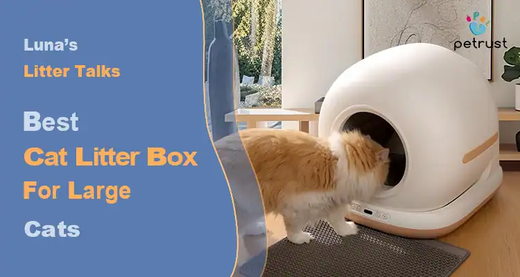 Best Cat Litter Box for Large Cats 2025 | Luna's Litter Talks -  Wholesale&OEM Smart Pet Products Manufacturer