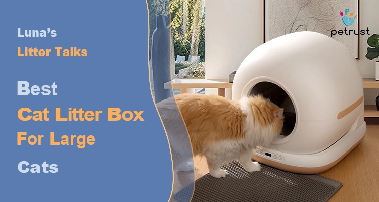 Luna reviewing the Best Cat Litter Box for Large Cats in a modern home setting with a spacious automatic litter solution.