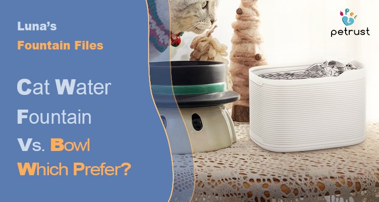 Lunas Fountain Files Cat Water Fountain vs Bowl Which Do Cats Really Prefer of Cat Water Fountain vs Bowl: Which Do Cats Really Prefer? | Luna’s Fountain Files A cat drinking from a traditional water bowl, next to a modern automatic fountain, representing a comparison of cat water fountain vs bowl.