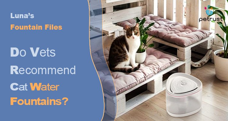 Lunas Fountain Files Do Vets Recommend Cat Water Fountains Expert Insights 2025 Buyer Guide of Do Vets Recommend Cat Water Fountains? Expert Insights & 2025 Buyer Guide – Luna’s Fountain Files A tabby and white cat is sitting near a clean water fountain on a light-colored floor, illustrating an article about whether vets recommend cat water fountains.