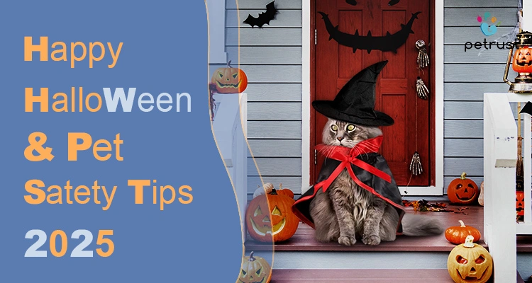 A gray tabby cat wearing a witch's hat and black cape sits on a porch decorated with pumpkins, promoting Halloween pet safety tips 2025.