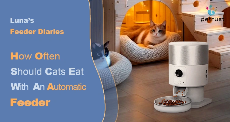 A cat rests comfortably near a white automatic feeder, illustrating expert advice on how often should cats eat with an automatic feeder.
