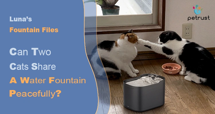 Lunas Fountain Files Can Two Cats Share a Water Fountain Peacefully Real Story Pro Tips for Multi Cat Homes of Can Two Cats Share a Water Fountain Peacefully? Real Story & Best Tips for Multi-Cat Homes | Luna’s Fountain Files Two cats touching paws near a running water fountain, asking the question: can two cats share a water fountain peacefully?