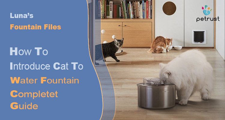 Lunas Fountain Files How to Introduce Cat to Water Fountain That Really Works 2025 Guide of How to Introduce Cat to Water Fountain That Really Works (2025 Guide) | Luna’s Fountain Files A white fluffy cat drinks from a stainless steel fountain while two other cats watch, illustrating a guide on how to introduce cat to water fountain successfully.