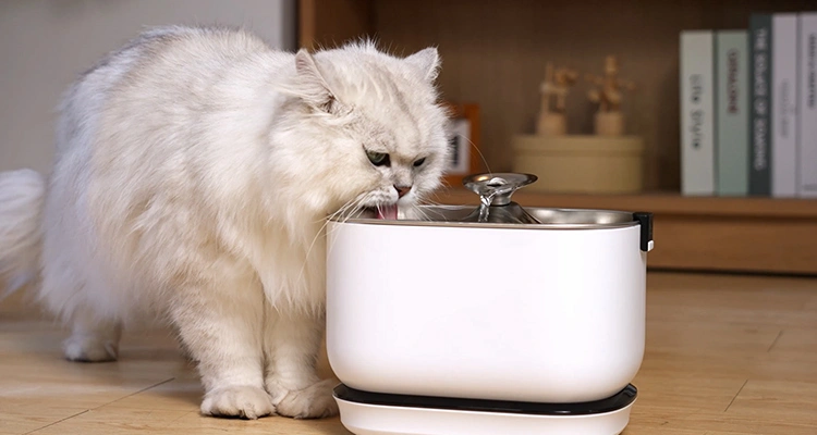 A fluffy white Persian cat happily drinking from a clean, modern white smart water fountain, contrasting with the potential issues of a dirty cat water fountain.