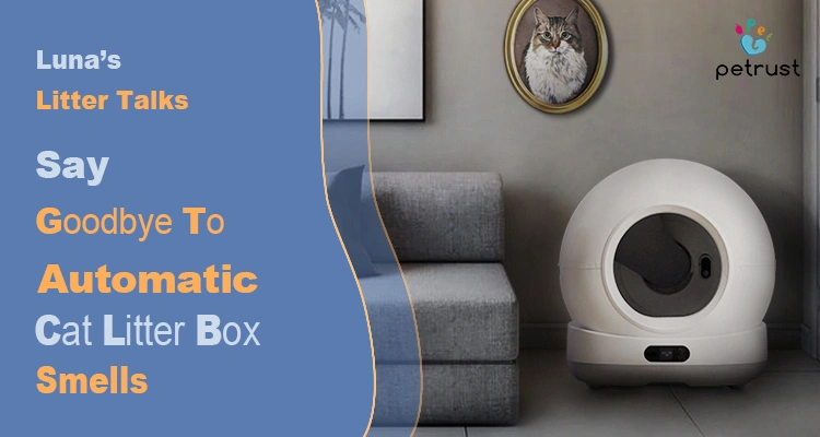 A modern, white, spherical automatic litter box sits in a living room, illustrating a guide to finally "Say Goodbye To Automatic cat litter box smells."