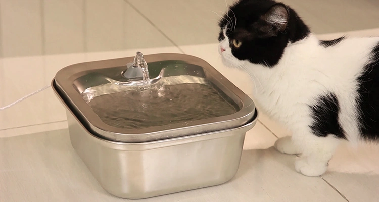 A curious black and white cat observing a high-quality stainless steel water dispenser from a professional quiet cat water fountain manufacturer.