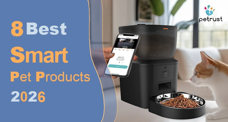 A person using a smartphone app to control a camera-equipped feeder, showcasing the best smart pet products available for modern cat owners in 2026.